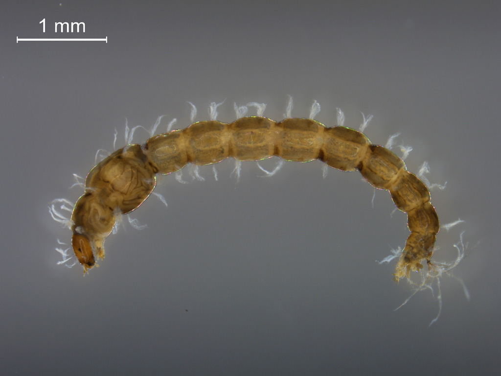 Chironomidae larva